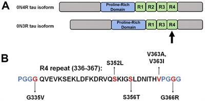 Tau mutation S356T in the three repeat isoform leads to microtubule dysfunction and promotes prion-like seeded aggregation